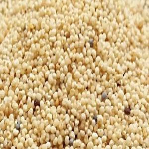 Abby poppy seeds 1kg