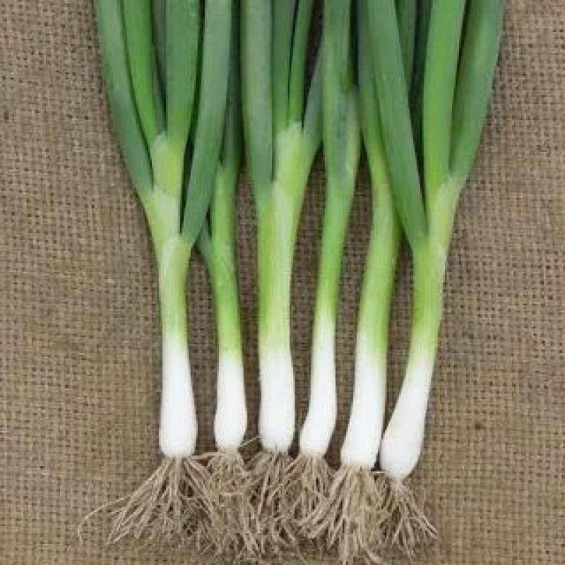 Spring onion 1kg box