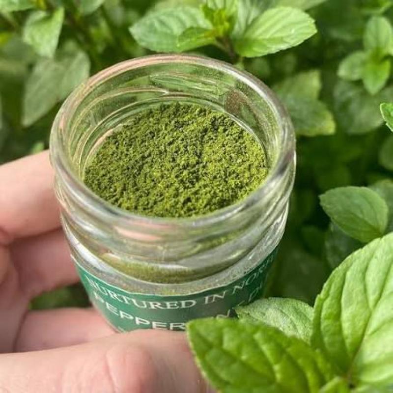 Mint powder 100g