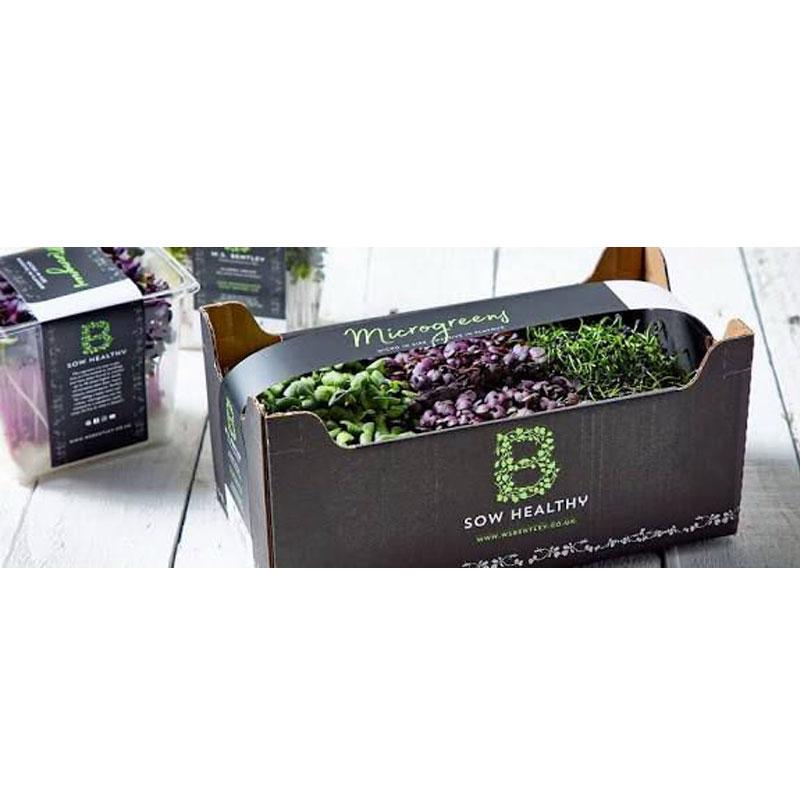 shiso leaf box